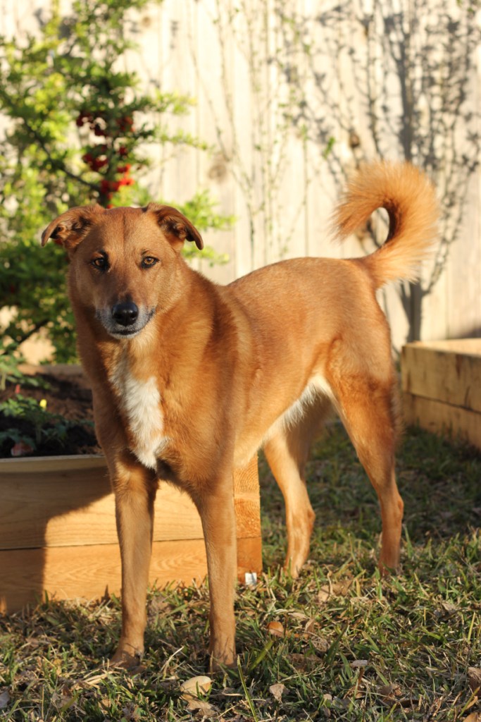 Molly guards the raised beds. Hopefully she scares away the birds, although it's more likely that the birds will scare her.