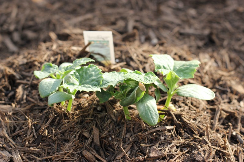 The third bed has some tiny little cucumber plants and we're hoping to soon see some okra and beans sprouting.