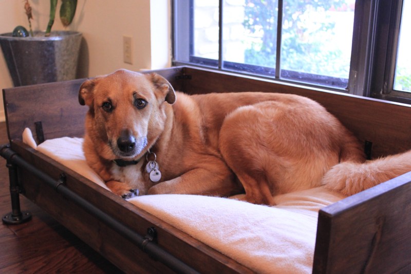 Molly looking really sad, laying on her new bed in front of the window.