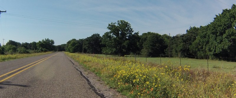 See? Pretty wildflower scenery!