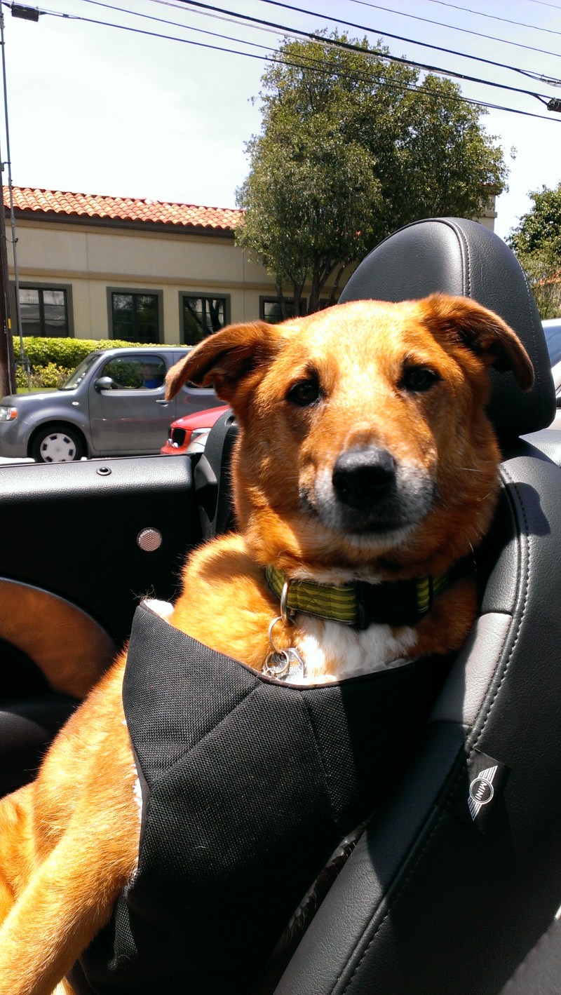 Molly dog is good company for the drive. We stopped and hiked a bit on the Brushy Creek Regional Trail.