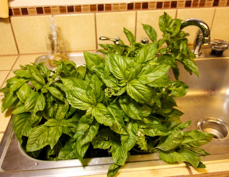 Basil-1