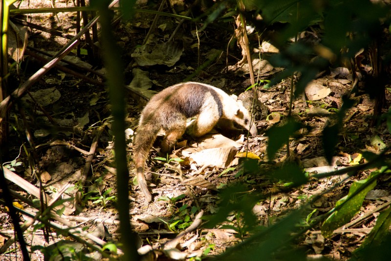 crblogjacotoarenal-10